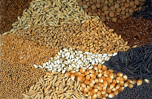 Qué hace Estados Unidos congelado millones de semillas