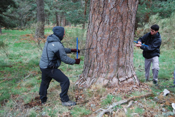 Los bosques se ‘adaptan’ al calentamiento global