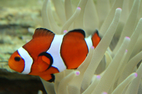 Catálogo de Especies Protegidas en Canarias