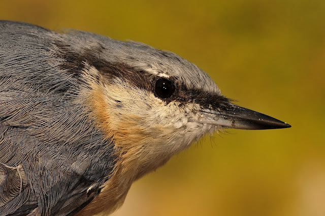 El Parque Natural de Cornalvo celebra este miércoles el Día Mundial de las Aves Migratorias