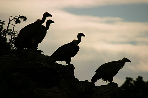 Los buitres atacan un rebaño de ovejas en la localidad de La Zarza de Pumareda (Salamanca)