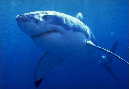 Shark Alliance celebra la nueva protección de varias especies de tiburón