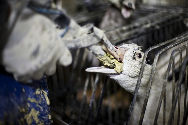 La crueldad ‘infame’ del foie gras (ver video)