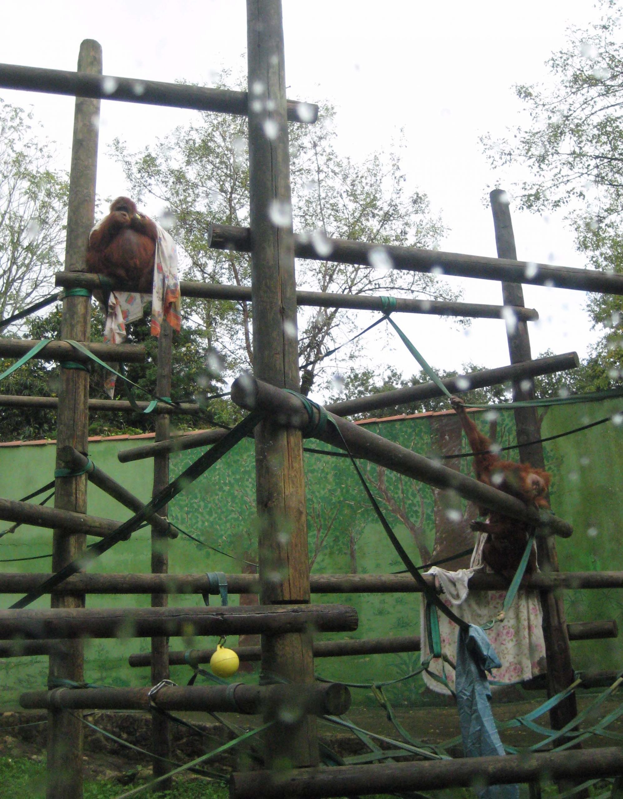 Proyecto Gran Simio pide al Zoo de Santillana del Mar que ponga fin al programa europeo de cría de especies en peligro de extinción de orangutanes
