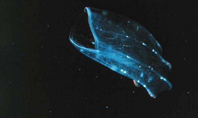 Las esponjas son los animales más antiguos del planeta