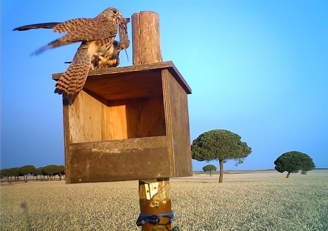 Castilla y León realizará el control biológico del topillo mediante rapaces