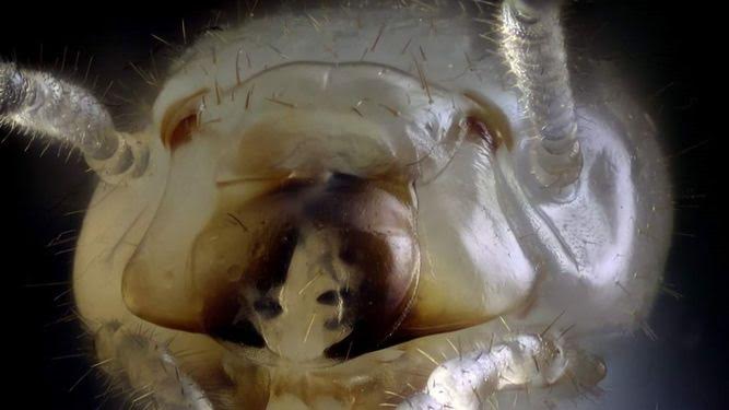 Detectan una termita invasora en Tacoronte