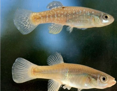 Un minúsculo pez prospera en aguas contaminadas con metales pesados