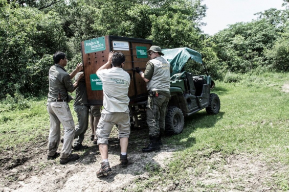 Argentina: Liberaron a una aguará guazú en Corrientes