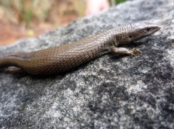 Colombia. Investigadores de la UN están integrando información de algunos reptiles altoandinos a modelos matemáticos