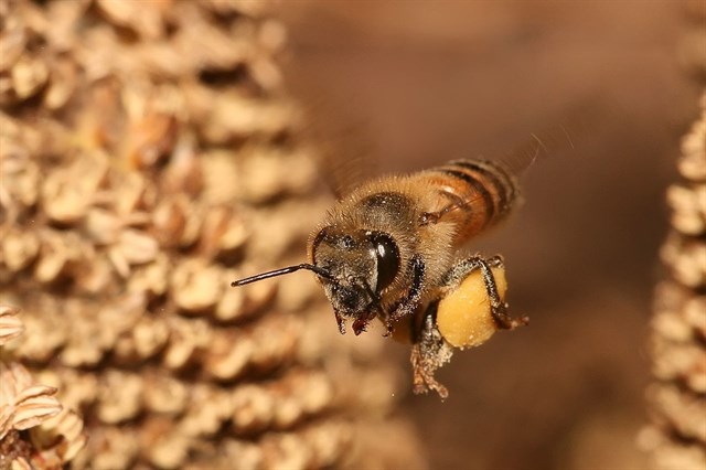 El 75% de la miel contiene agentes nerviosos letales para las abejas