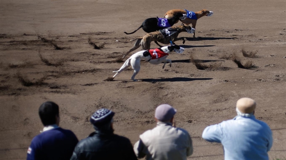 Desde hoy son ilegales las carreras de galgos en Argentina