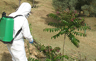 Eliminadas varias poblaciones de ailanto en dos espacios naturales de la provincia de Málaga