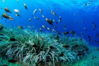 Investigadores del Instituto Español de Oceanografía exploran la biodiversidad de varias islas submarinas canarias