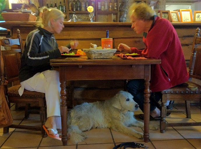 Las mascotas de los malagueños podrán acceder a los locales públicos si no hay prohibición expresa