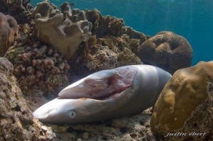 Los hoteles más exclusivos no servirán aleta de tiburón