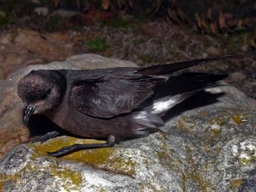 El MARM propone los islotes de Conejera