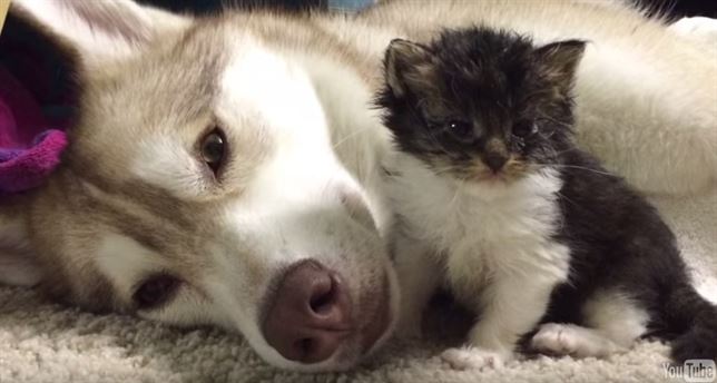 Una mamá hasky salva a un gato de tres semanas (video)