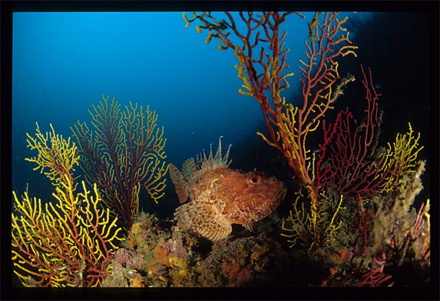 Un vehículo submarino de gran profundidad estudiará el fondo marino catalán