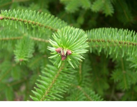 La compra de árboles naturales en Navidad ayudará a combatir el cambio climático