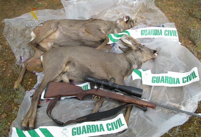 Castilla y León y el furtivismo sobre el corzo