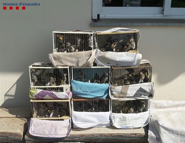 Denuncian a una persona que tenía 65 jilgueros ilegalmente en Cornellà