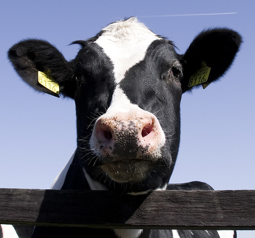 Una nueva aplicación informática permite estimar las emisiones y el consumo de recursos en las explotaciones ganaderas