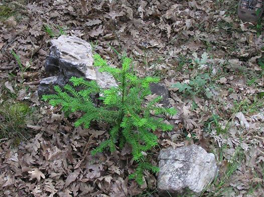 BioCultura y Arba compensación del CO2 (otoño – invierno 14/15)