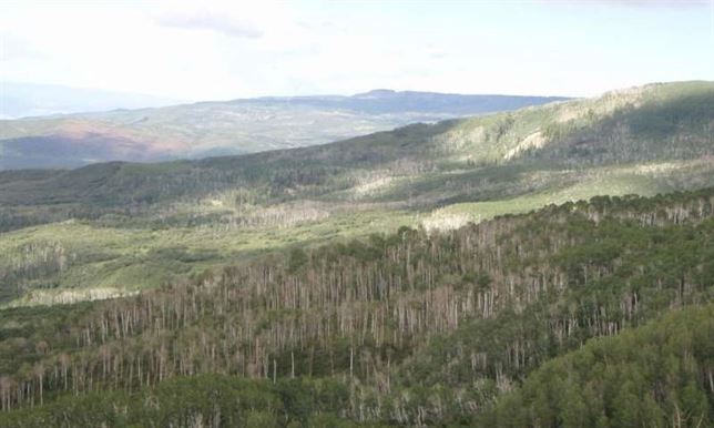 Qué especies de árboles viven y cuáles mueren durante las sequías