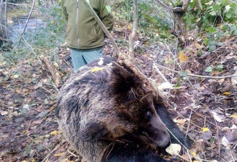 Ecologistas en Acción se persona por la muerte de una osa