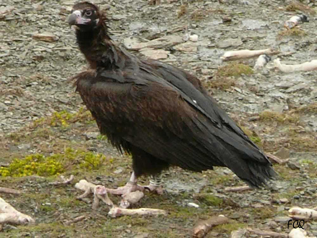 La Fundacion Buitre Negro gestionara una finca en la Sierra Tramuntana