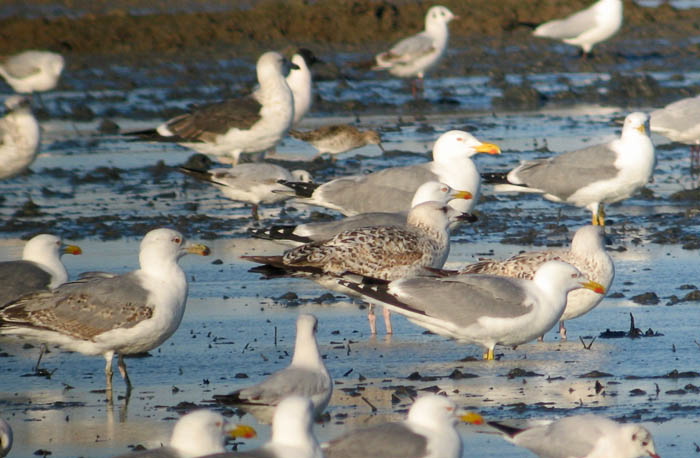 Murcia. Se nicia la adecuación biológica de los humedales del entorno del Mar Menor