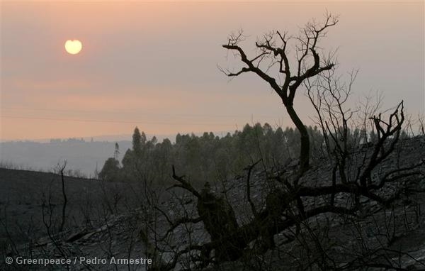 Bienvenida la lluvia pero hay que tomar medidas urgentes en las zonas incendiadas