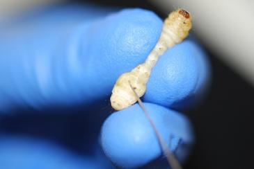 Las polillas podrían sustituir a los ratones de laboratorio