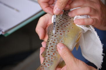 Siguen el rastro de explosivos y peces con marcadores químicos