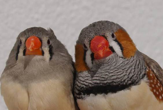 El atractivo sexual podría estar detrás de una molécula