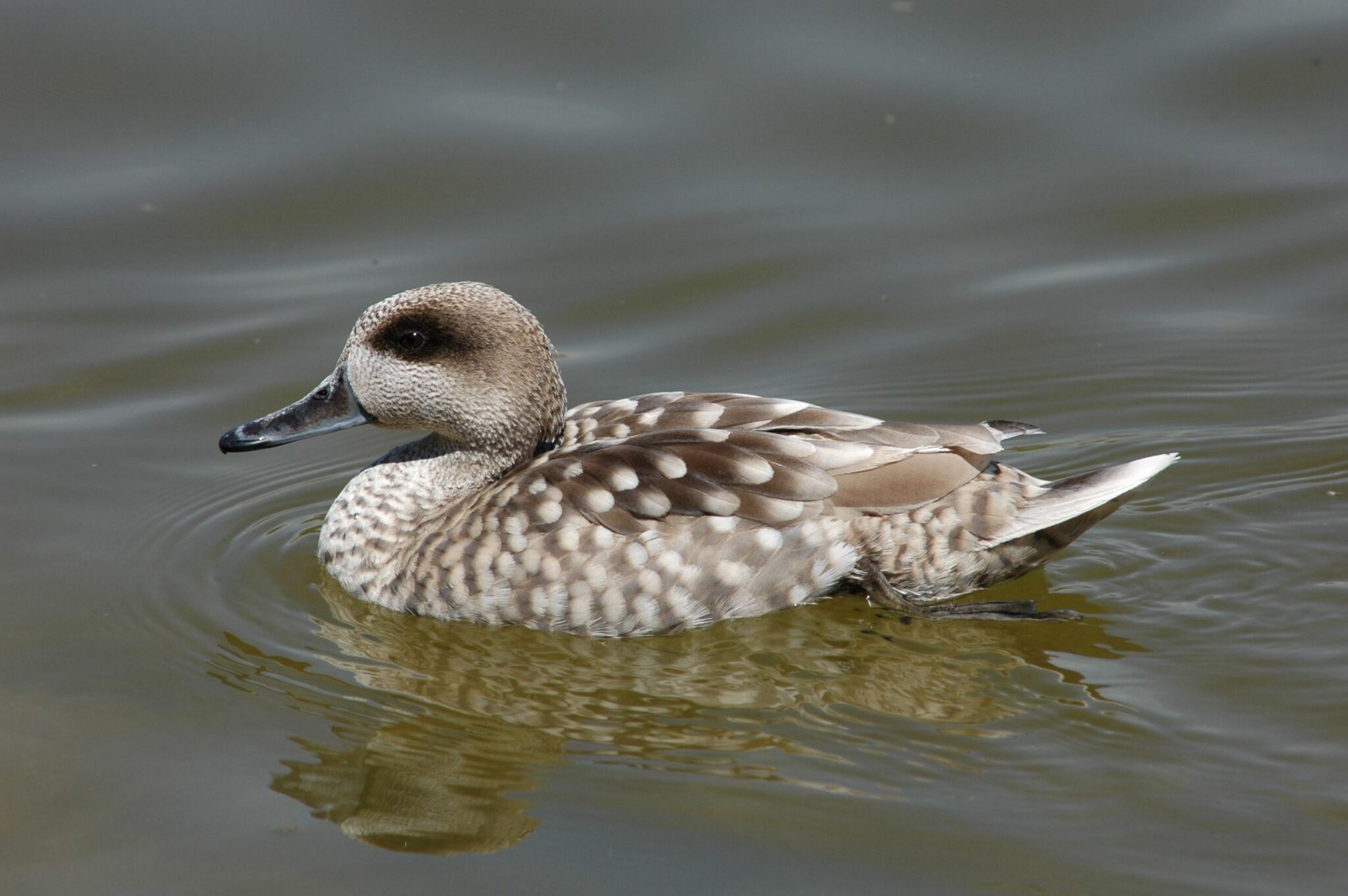 Pedimos a la Junta de Andalucía que tome medidas urgentes ante el declive de las aves acuáticas amenazadas en Doñana