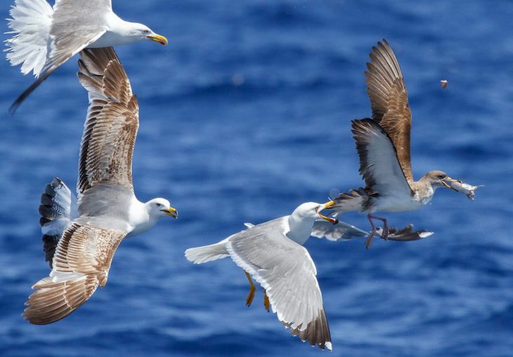 Aves marinas visitan Madrid de la mano de SEO/BirdLife