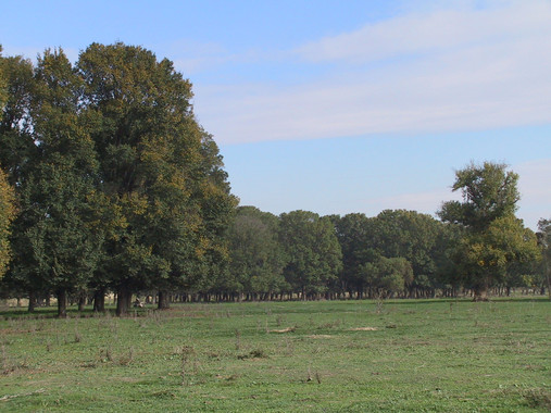Cómo se protege el olmo de la grafiosis
