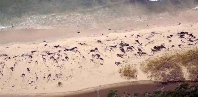 Localizan 70 ballenas varadas muertas en las costas del sur de Chile