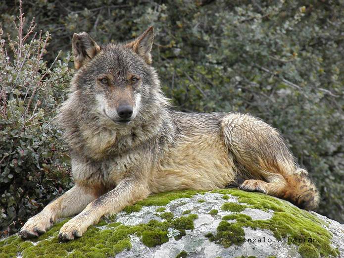 Andalucía liderará un nuevo proyecto europeo para la recuperación del lobo ibérico