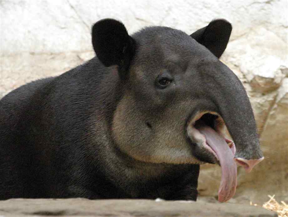 Encuentran un tapir y un bóvido de 3