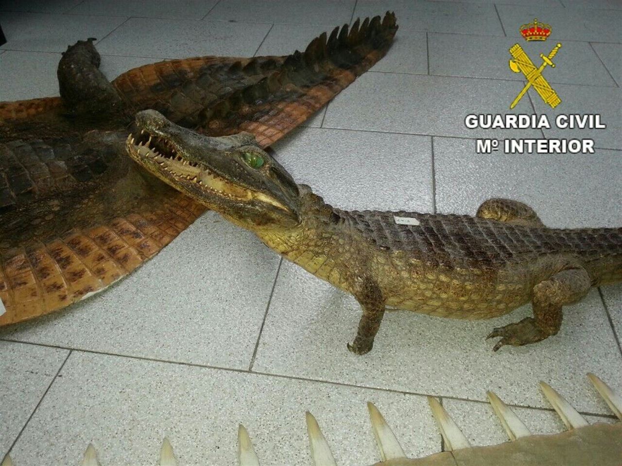 La Guardia Civil de Alicante incauta de dos caimanes disecados y un pez sierra