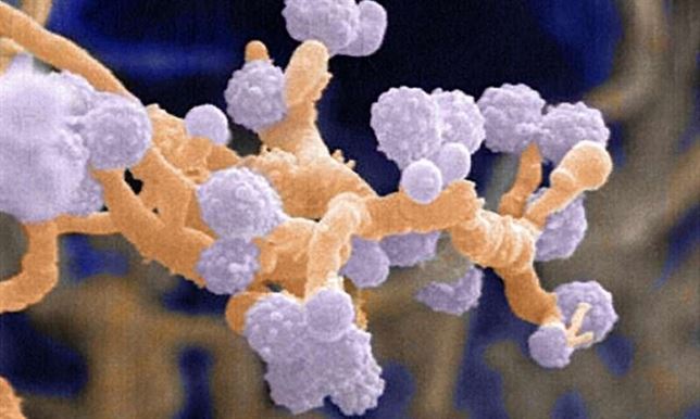 Solución a un enigma de la Química en el fondo del Pacífico