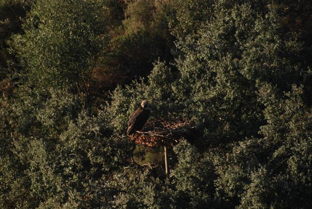 Nace el primer pollo de buitre negro en los nidos artificiales instalados en Portugal