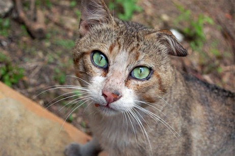 Grupo Verde Asturias contra la intención del Ayto. de Oviedo de querer acabar con las colonias de gatos por inanición