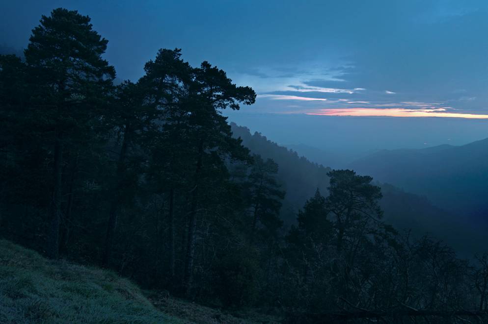 El calentamiento global nocturno limita la captación de CO2 de la flora boreal