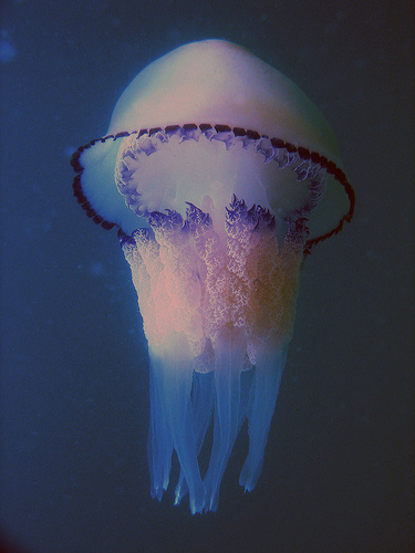 Las medusas proliferan con la existencia de vertidos contaminantes en el mar