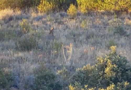 Un lince monitorizado recorre la provincia de Zamora