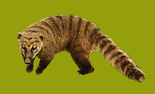 El extraño carnívoro que vivió tres millones de años en Miramar